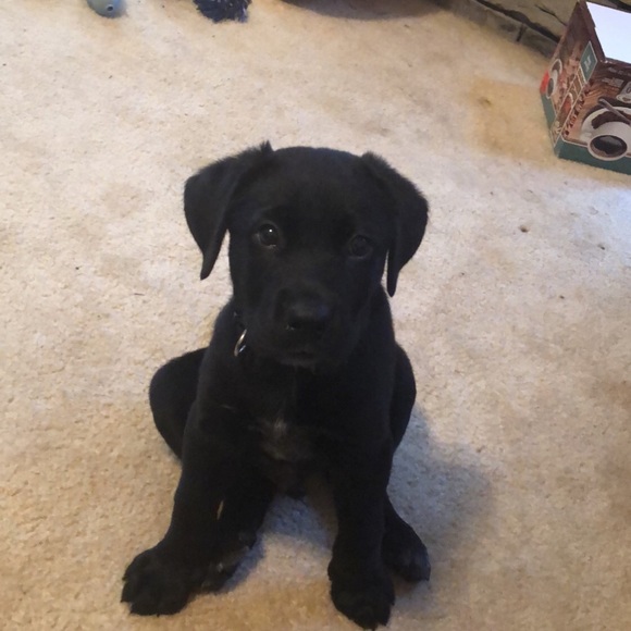 Meet your Posher, Christopher - Picture 1 of 1